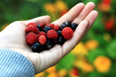 Close-up of hand holding berries