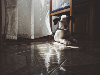 Portrait of puppy sitting on floor