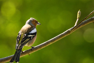 Close-up of bird perching on branch