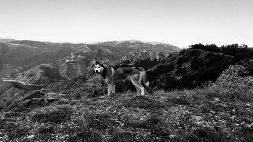 Dog on landscape against clear sky