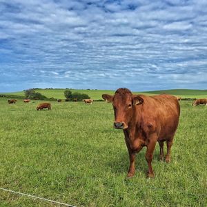 Cows grazing on grassy field