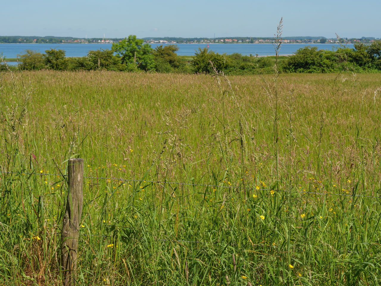 PLANTS GROWING ON FIELD