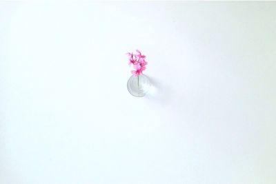 Close-up of pink flower over white background