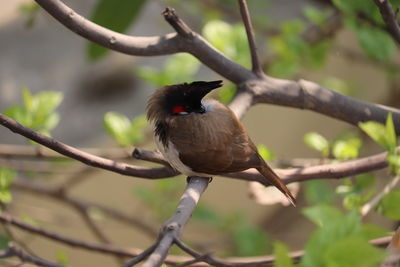 Low angle view of bird perching on branch