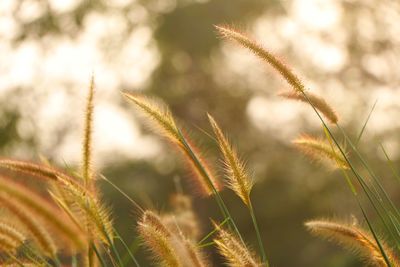 Close-up of fresh grass on field against sky