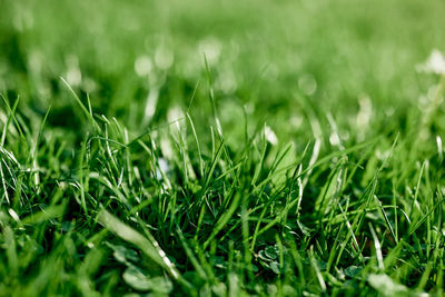 Close-up of grass growing on field