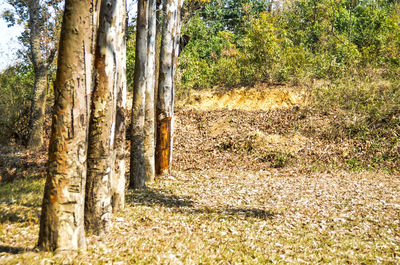 Trees in forest