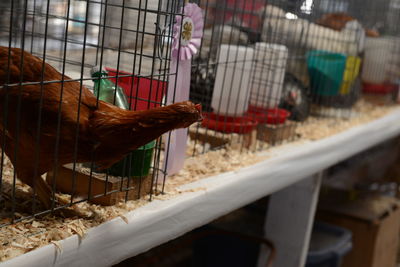 Close-up of rooster in cage