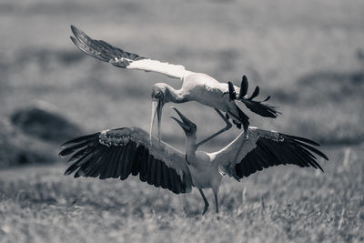 Bird flying against sky