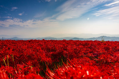 Red flowering plants on field against sky