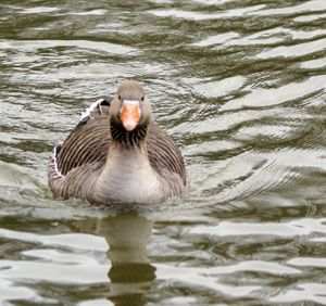 Duck swimming in lake