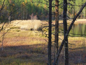 Trees in forest