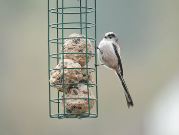 Close-up of bird perching on feeder