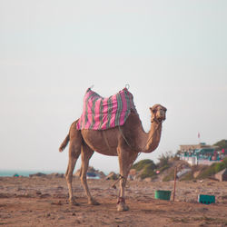 Horse standing in desert against sky