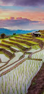 Scenic view of agricultural field against sky during sunset