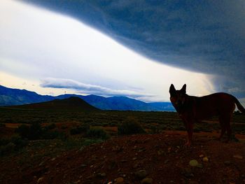 Dog standing on grassy field against cloudy sky