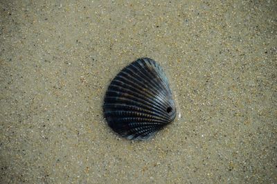 Close-up of seashells