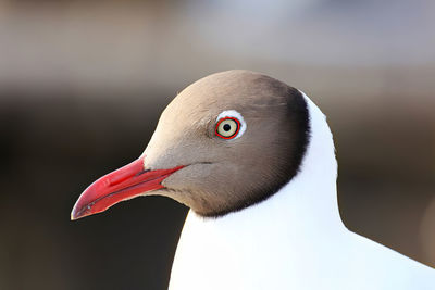 Close-up of bird