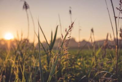 Close-up of stalks in field against sunset