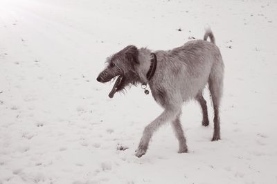 Dog standing on snow