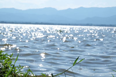 Close-up of flowers in lake against sky