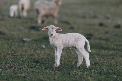 Sheep standing in a field