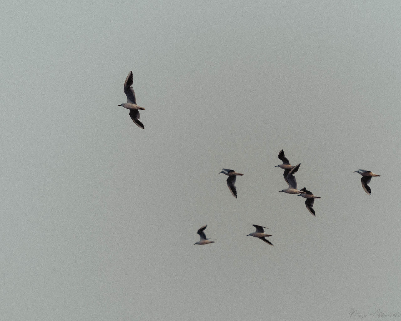 BIRDS FLYING IN THE SKY