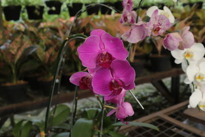 Close-up of pink orchids