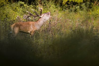 Side view of deer standing on land