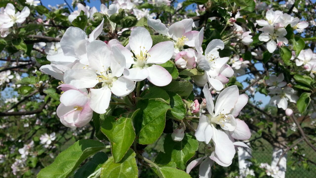 Цветы🌸🌼🌻💐🌾🌿