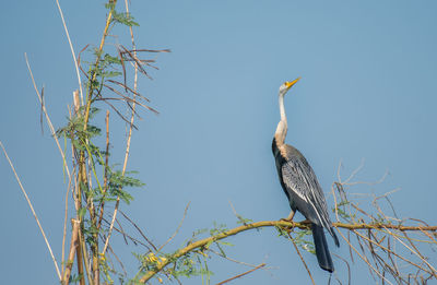 Low angle view of a bird perching on tree