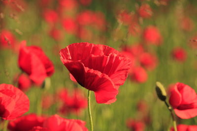 Close-up of red poppy flowers on field