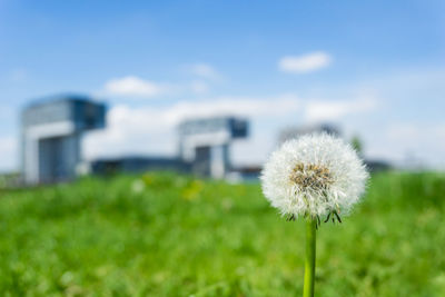 Close-up of dandelion on field against sky