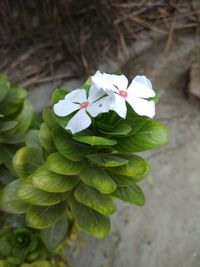 High angle view of flowers blooming outdoors