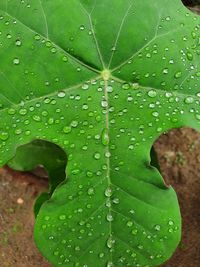 Close-up of wet leaf