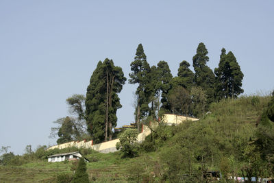 Trees in park against clear sky