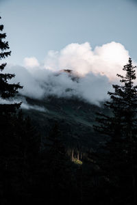 Scenic view of pine trees against sky