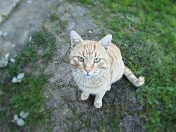 High angle portrait of cat by plants