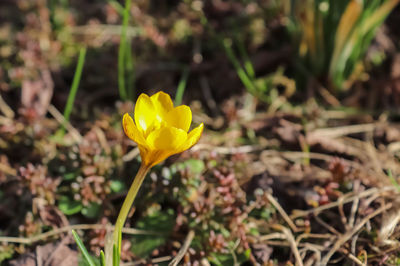 Close-up of yellow crocus flower on field