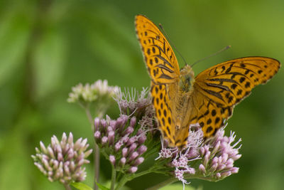 Close-up of butterfly on purple flower