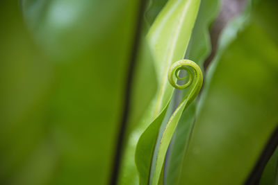 Close-up of green leaf