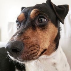 Close-up portrait of dog looking away