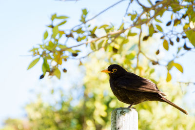 Close-up of bird perching on wooden post