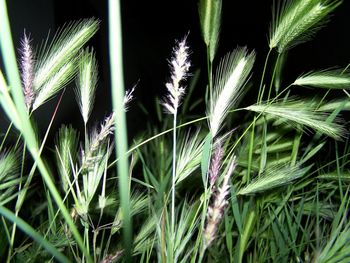 Close-up of wheat growing on field