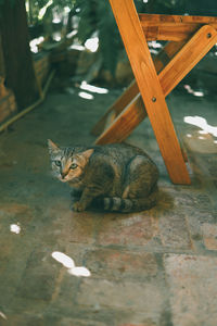 A cute cat curled up near a chair