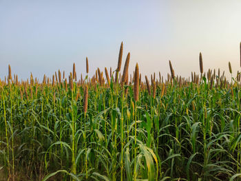 agriculture