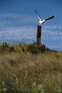 View of bird on land against sky