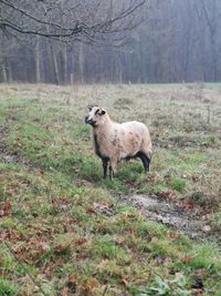 Sheep standing in a forest