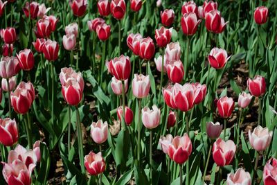 Red tulips in field