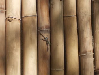 Full frame shot of bamboo on wall